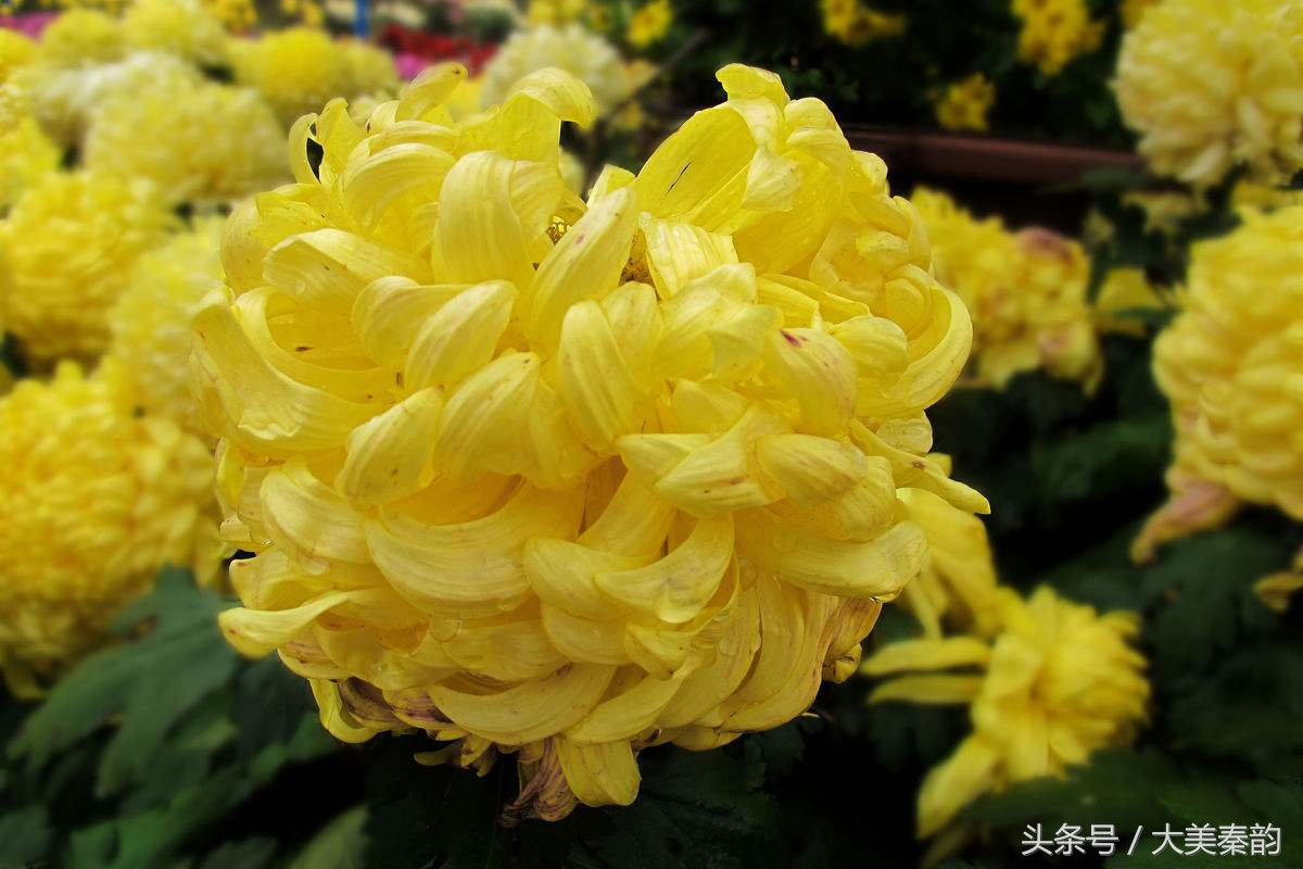 全国各地市花大全,各地市花是什么花