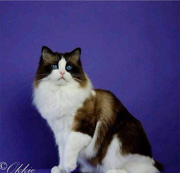 吸猫大赛第一名,吸猫大赛白喵