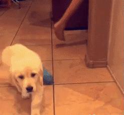 小金毛石膏,小金毛贪玩被车撞