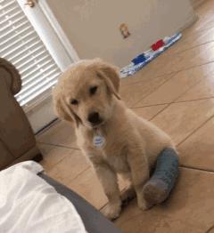 小金毛石膏,小金毛贪玩被车撞