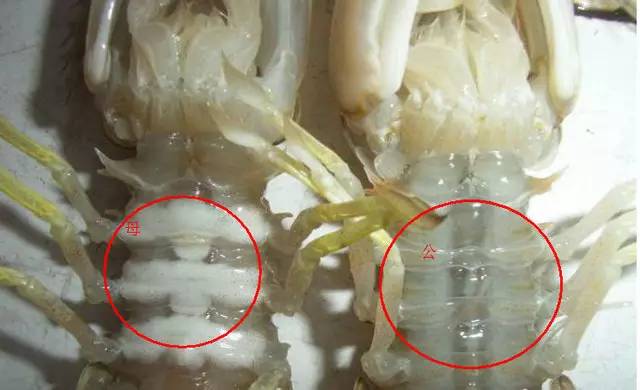 市场海鲜怎么买,挑选新鲜海鲜的正确方法