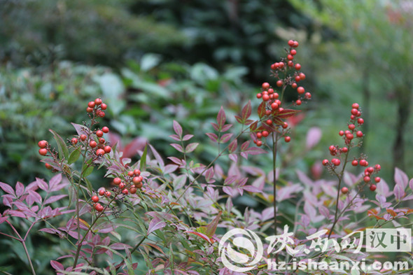 汉中堂宏广场一草一木皆是秋