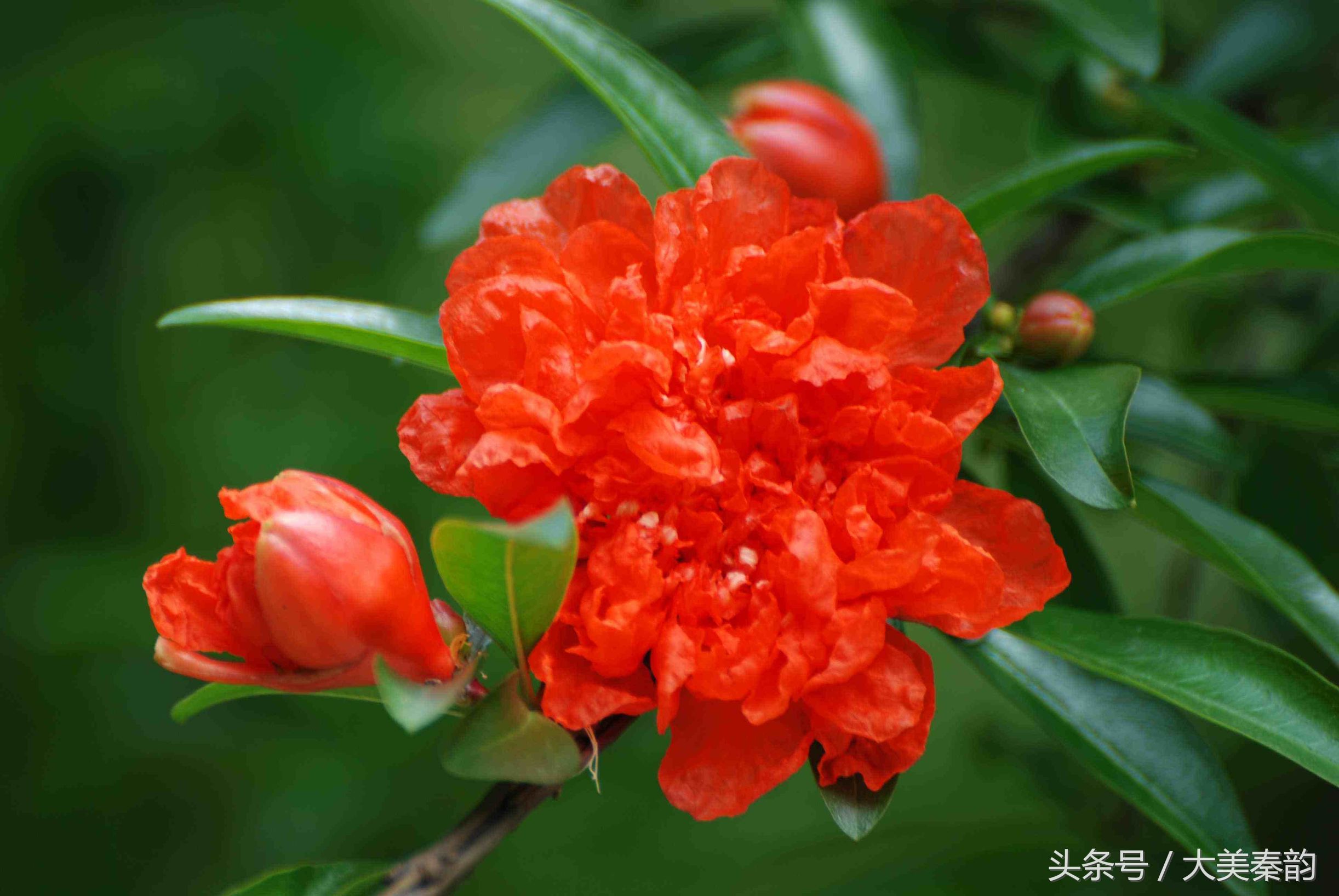 全国各地市花大全,各地市花是什么花