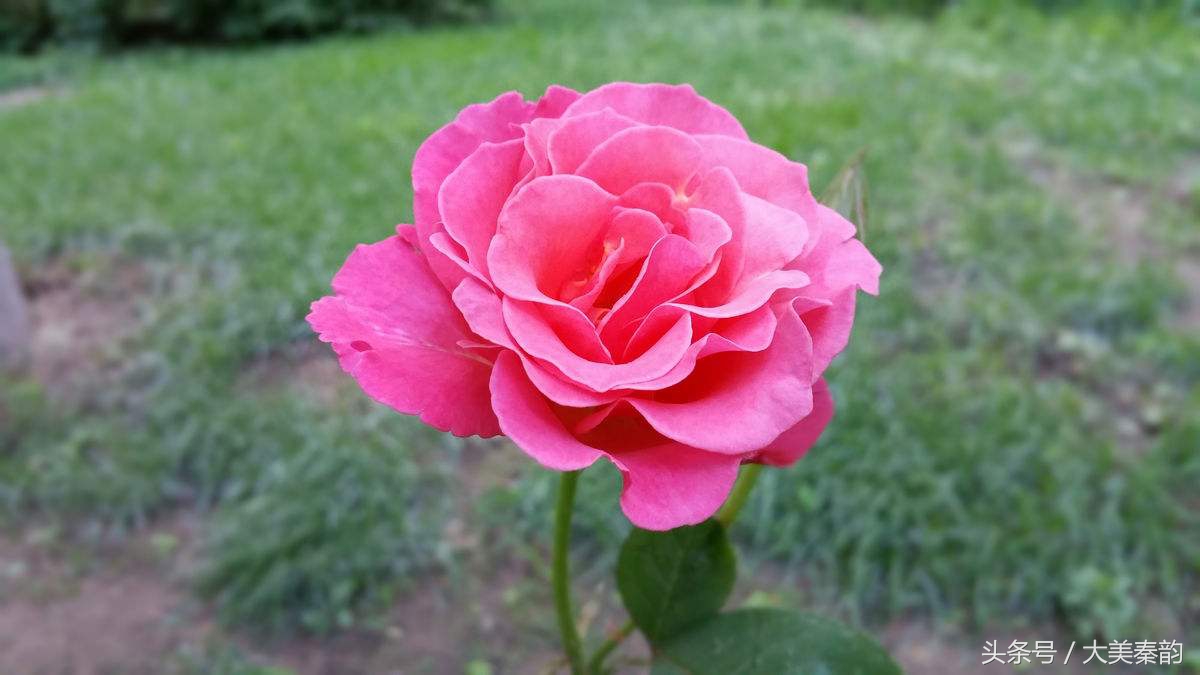 全国各地市花大全,各地市花是什么花