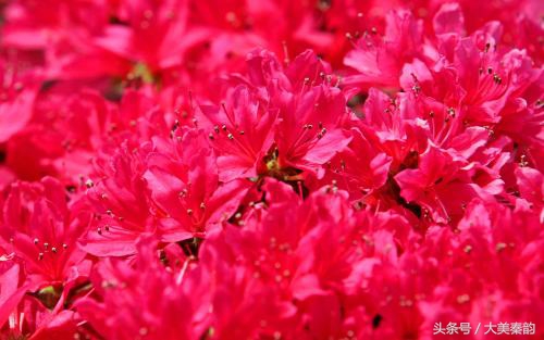 全国各地市花大全,各地市花是什么花