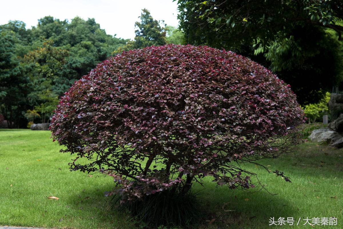 全国各地市花大全,各地市花是什么花