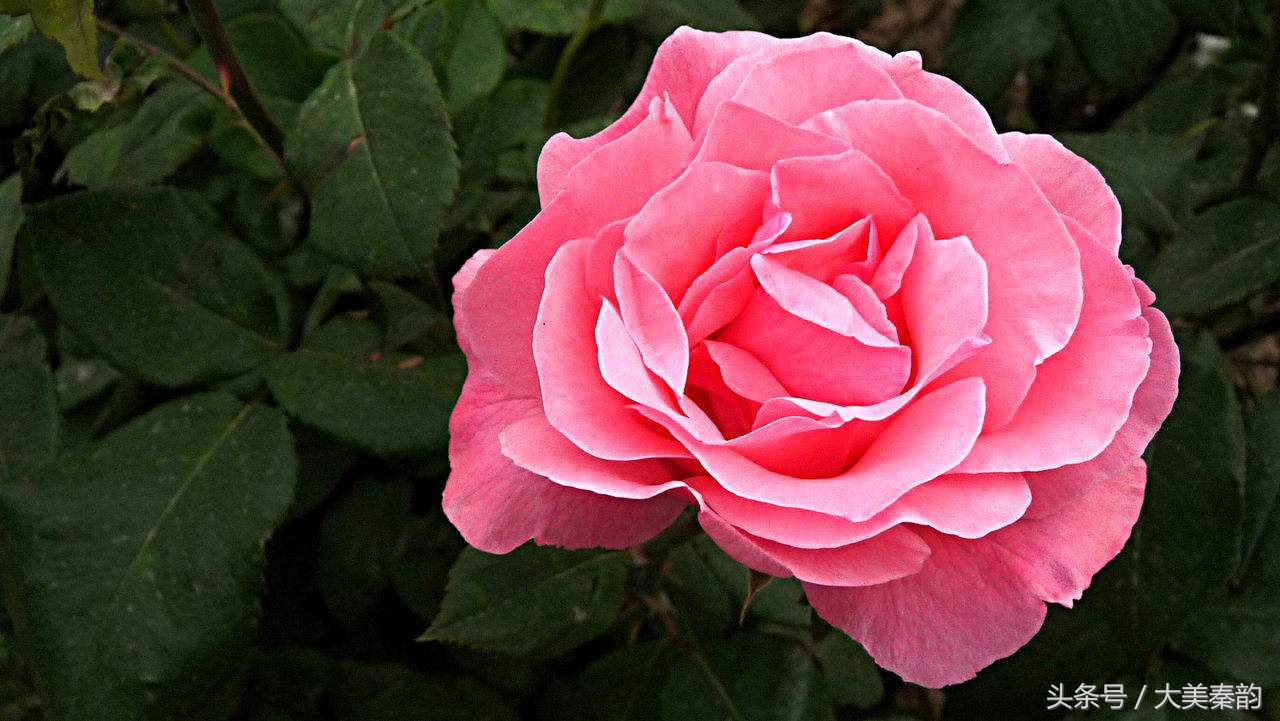 全国各地市花大全,各地市花是什么花