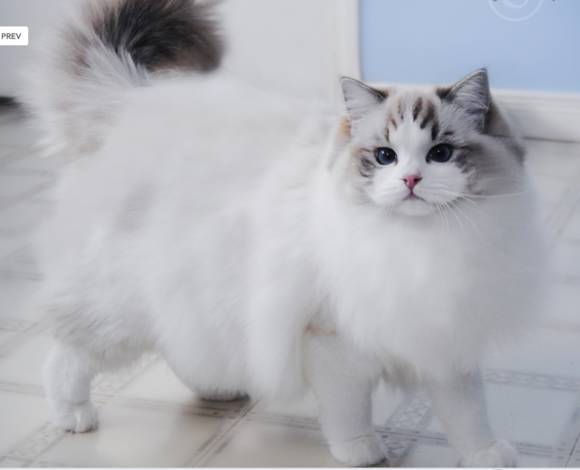 吸猫大赛第一名,吸猫大赛白喵