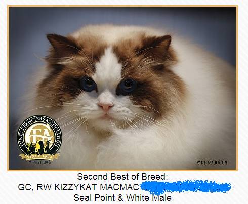 吸猫大赛第一名,吸猫大赛白喵