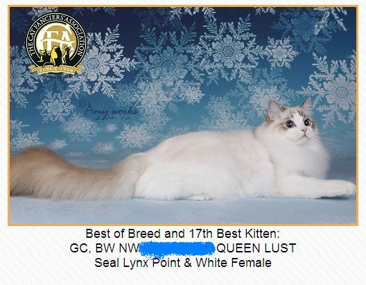 吸猫大赛第一名,吸猫大赛白喵