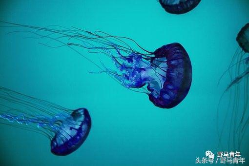 不会游泳可以学深潜嘛,不会游泳能学会潜水