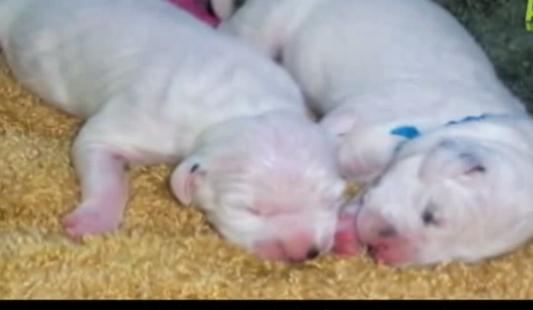 斑点狗多大开始长斑点,斑点狗身上的斑点怎么多一点