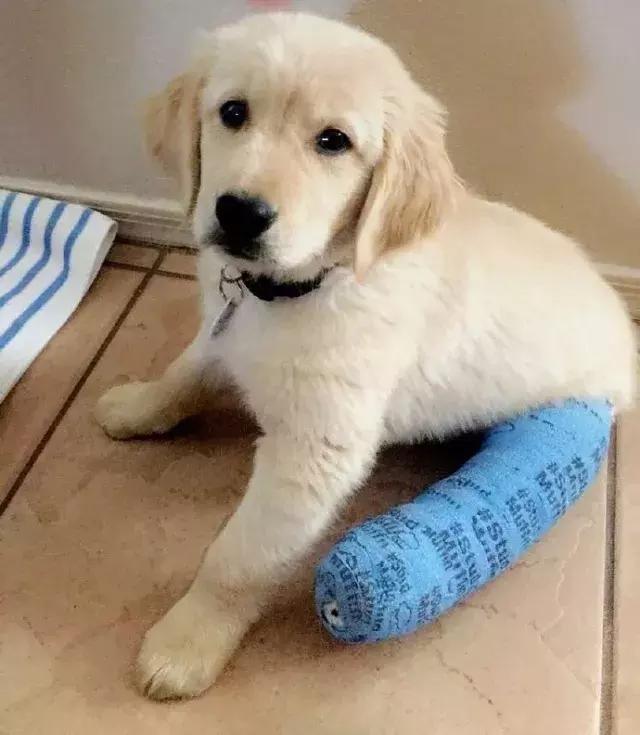 小金毛石膏,小金毛贪玩被车撞