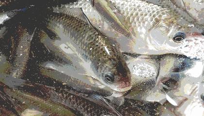 炖鱼汤总有一股土腥味？只需这一招，腥味轻松去除！