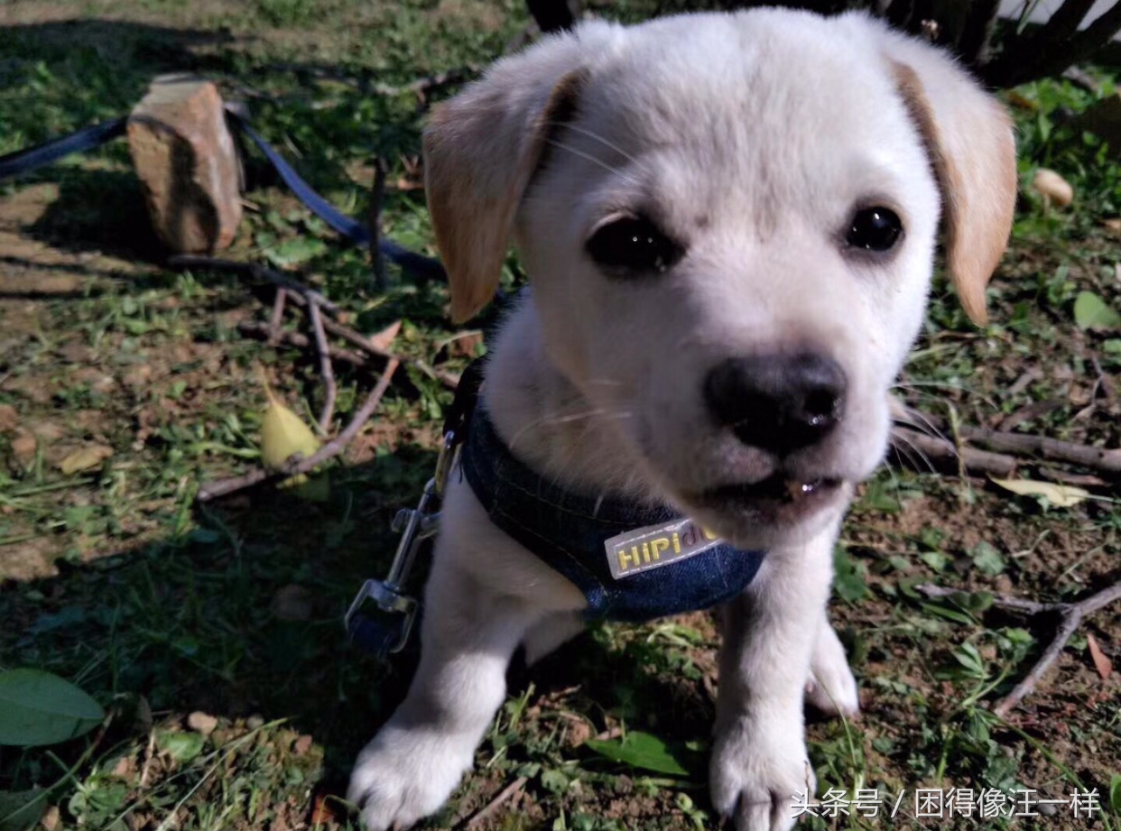 狗狗脚臭怎么办小妙招,狗狗脚臭怎么根除