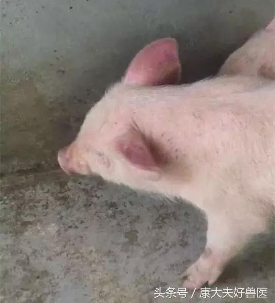 猪咳喘耳朵发紫怎么回事,猪的耳朵发紫了是怎么回事