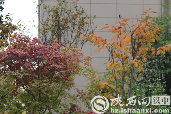 汉中堂宏广场一草一木皆是秋