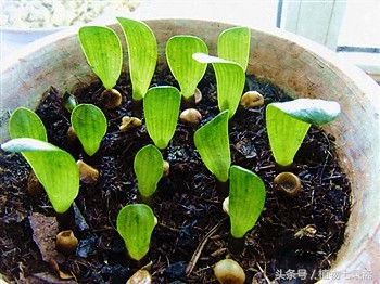 自家君子兰种子种君子兰方法,用一粒种子如何养出一盆君子兰