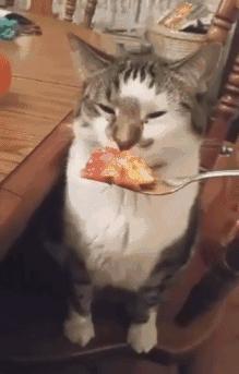 奇特的昆虫美食,史上最恶心的昆虫美食