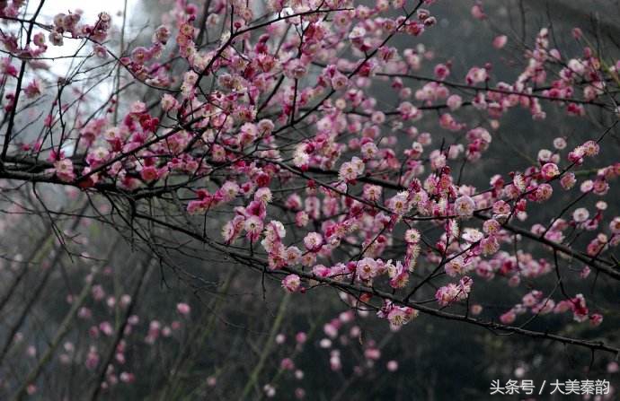 全国各地市花大全,各地市花是什么花