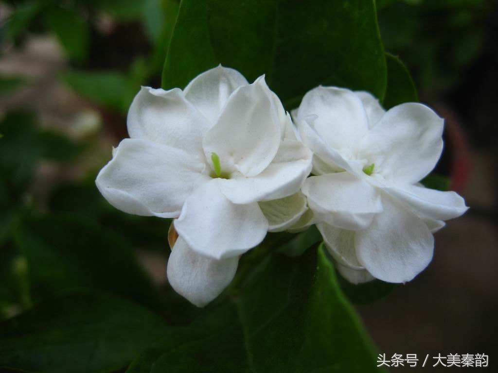 全国各地市花大全,各地市花是什么花