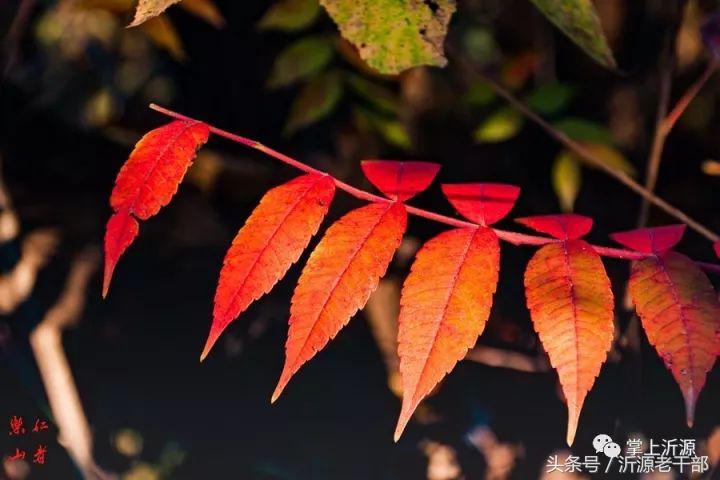大美沂源,大美沂源历山