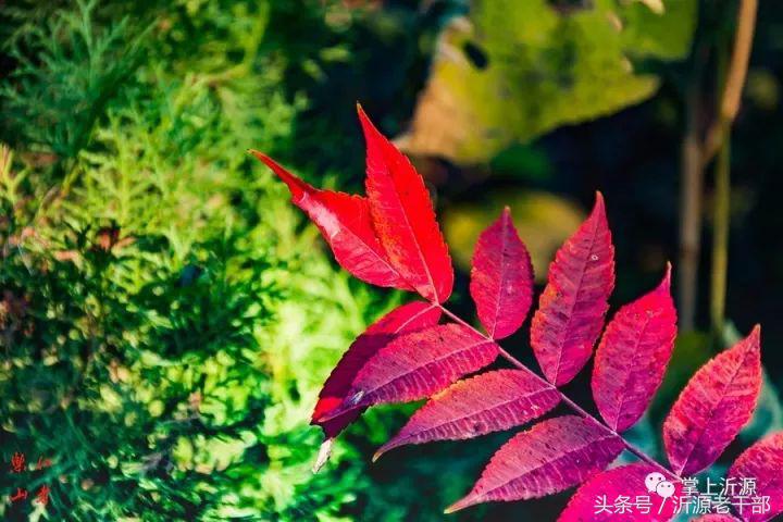 大美沂源,大美沂源历山