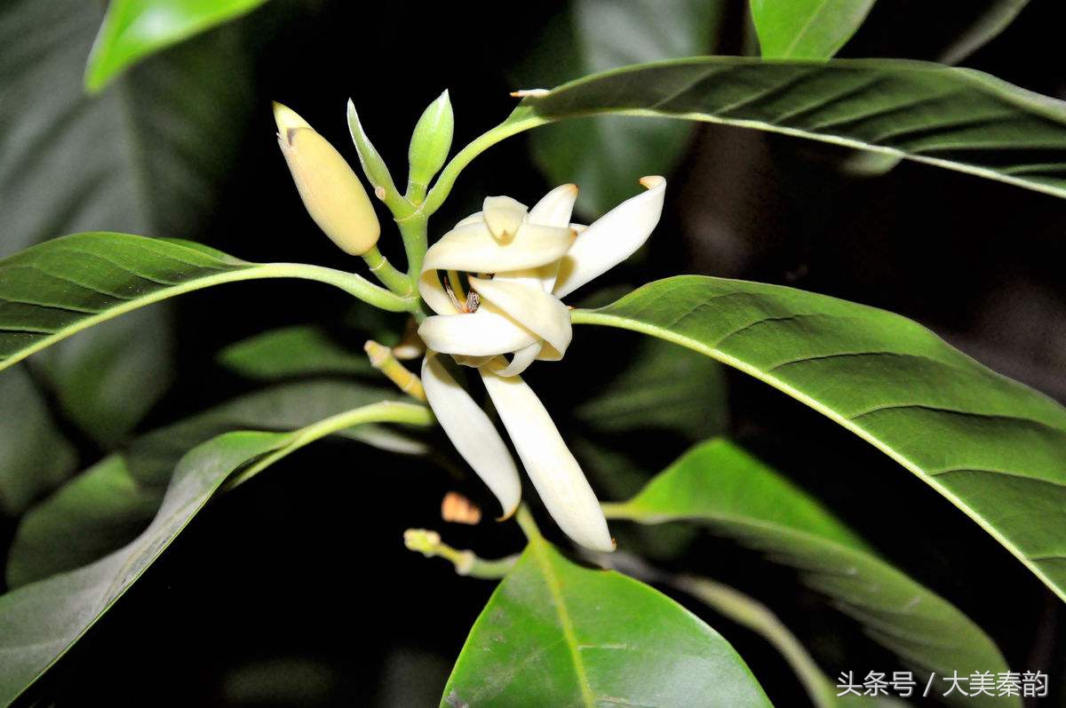 全国各地市花大全,各地市花是什么花