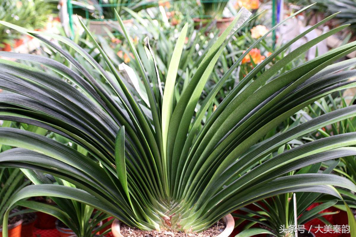 全国各地市花大全,各地市花是什么花