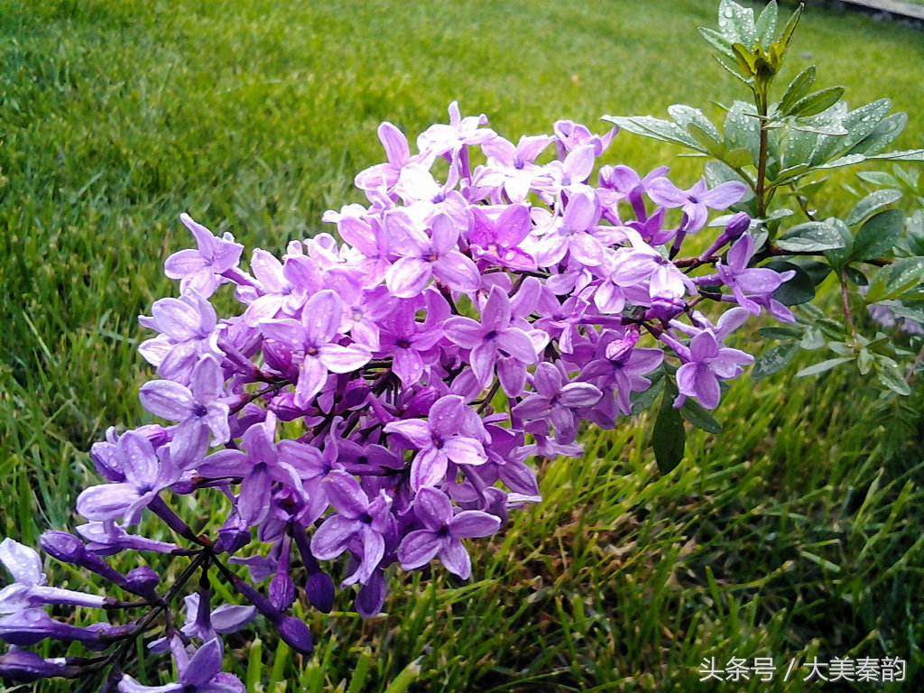 全国各地市花大全,各地市花是什么花