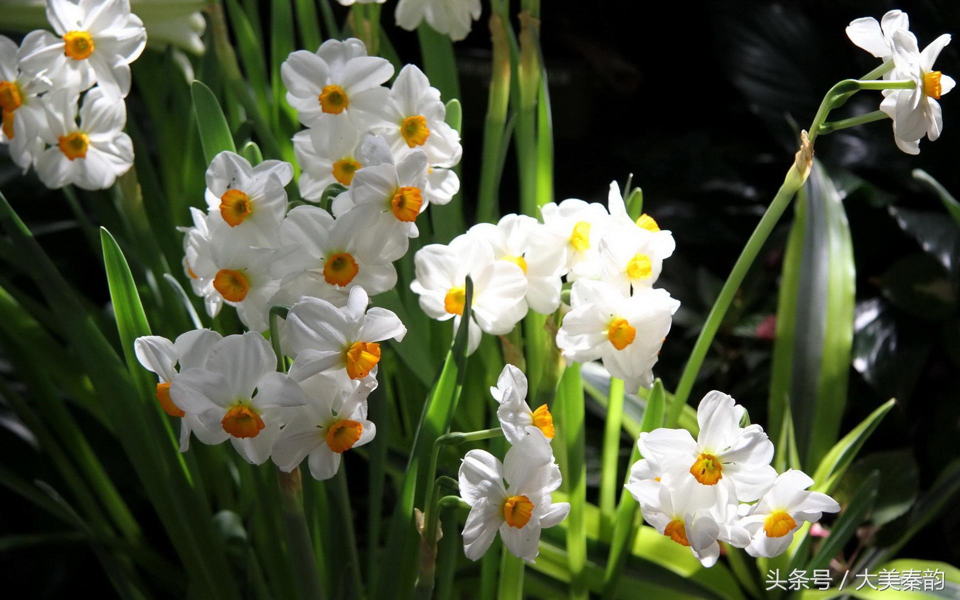 全国各地市花大全,各地市花是什么花