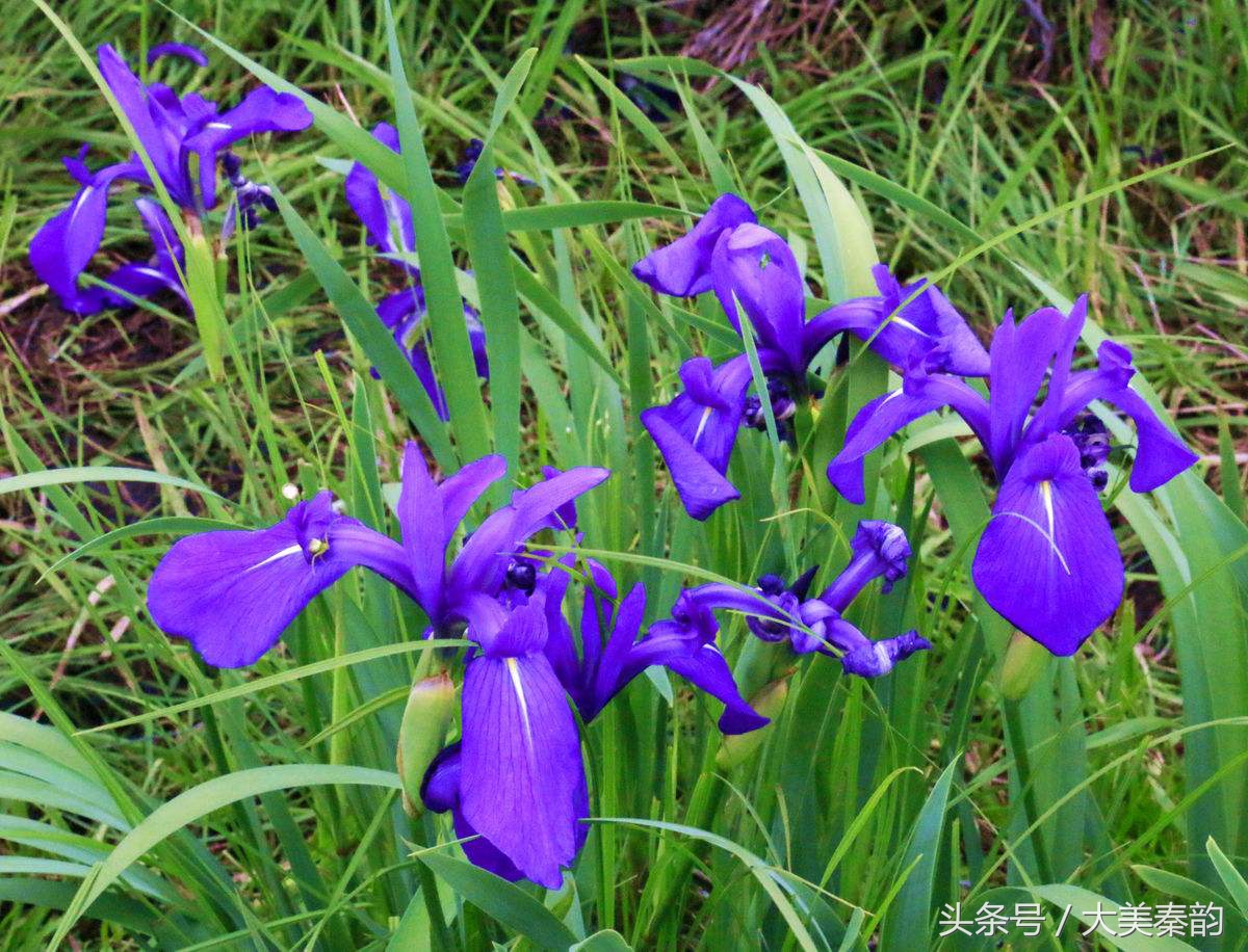 全国各地市花大全,各地市花是什么花