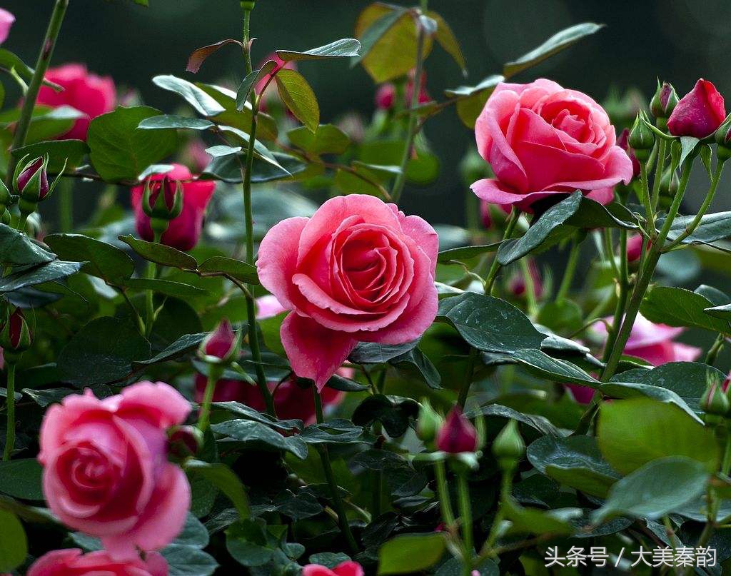 全国各地市花大全,各地市花是什么花