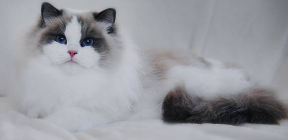 吸猫大赛第一名,吸猫大赛白喵