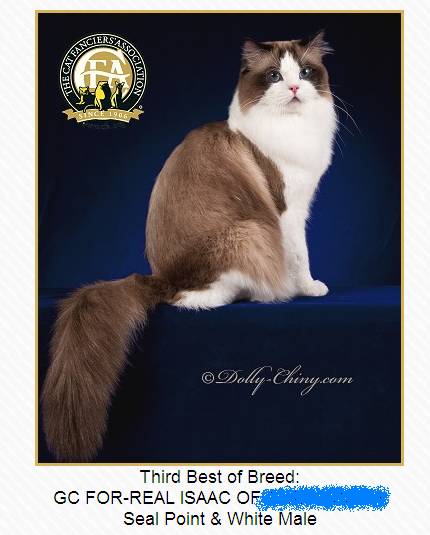 吸猫大赛第一名,吸猫大赛白喵