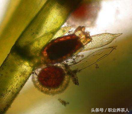 植物界划分为哪些门,植物界门