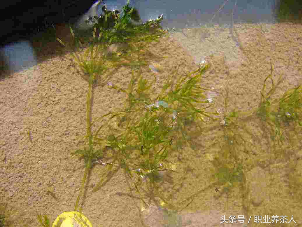 植物界划分为哪些门,植物界门