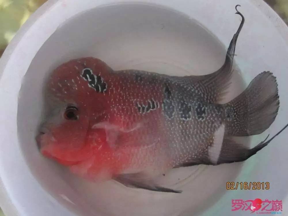 慢性肠炎的症状表现及治疗方法,慢性肠炎用中医还是西医治疗好