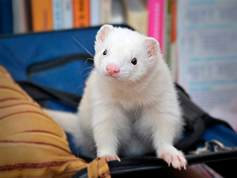 宠物貂饲养技巧与注意事项有哪些,宠物貂应该怎么来养