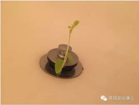 自从这公司出了款带豆子的按摩皂...英国人澡堂开始不对了...