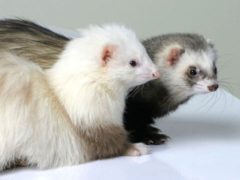 宠物貂饲养技巧与注意事项有哪些,宠物貂应该怎么来养