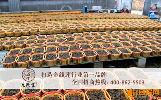 元盛堂金线莲加盟全程指导收益可观