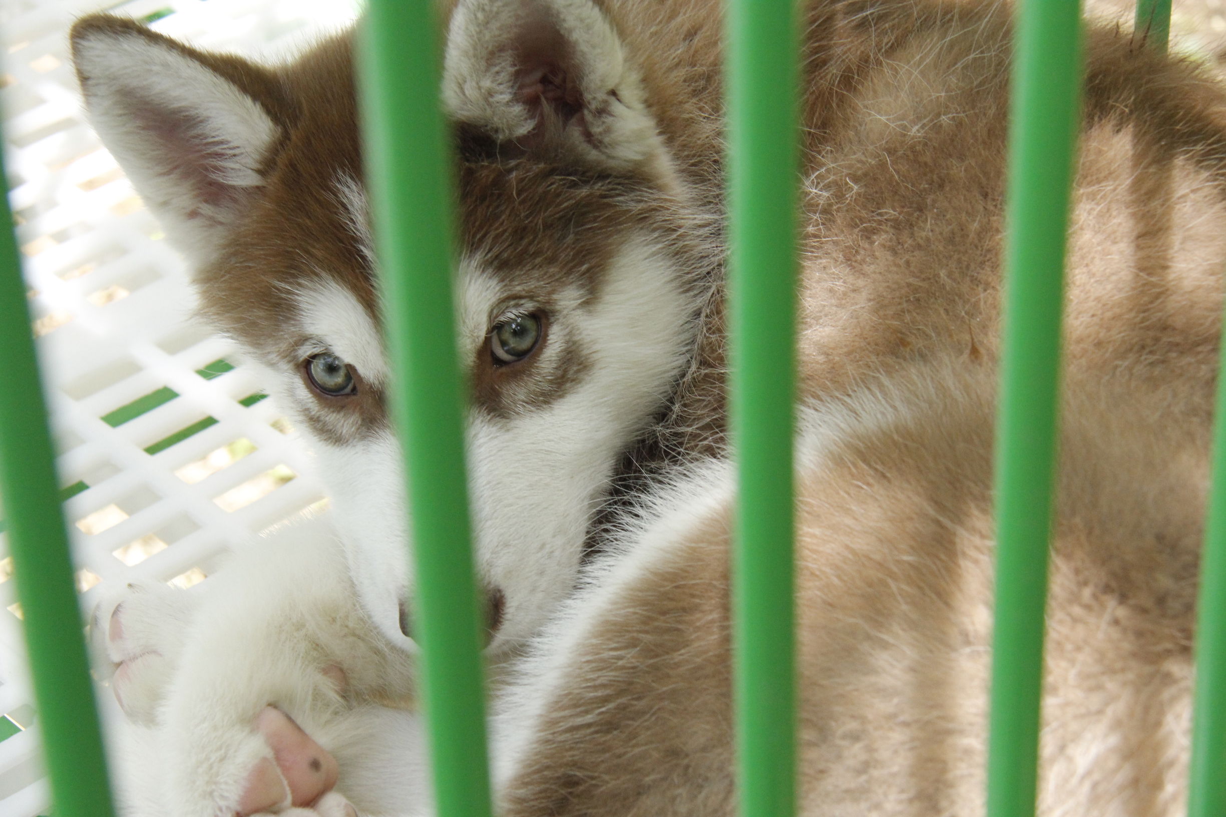 simon说狗：京北唯一纯种犬狗狗集市开业见闻