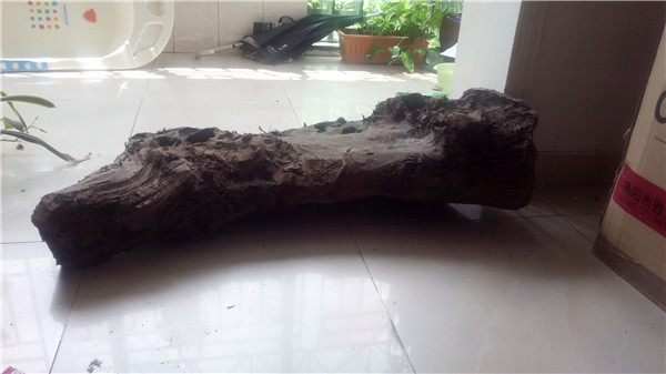 大雨冲来的一块乌黑嘛漆的乌木，原来是茶盘料。