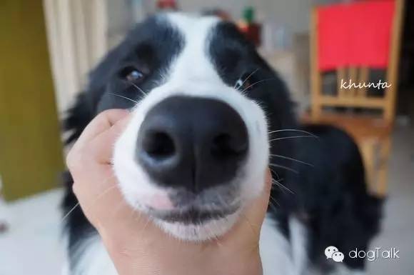 狗狗死活不回家怎么办,狗狗死活喂不进去药怎么办