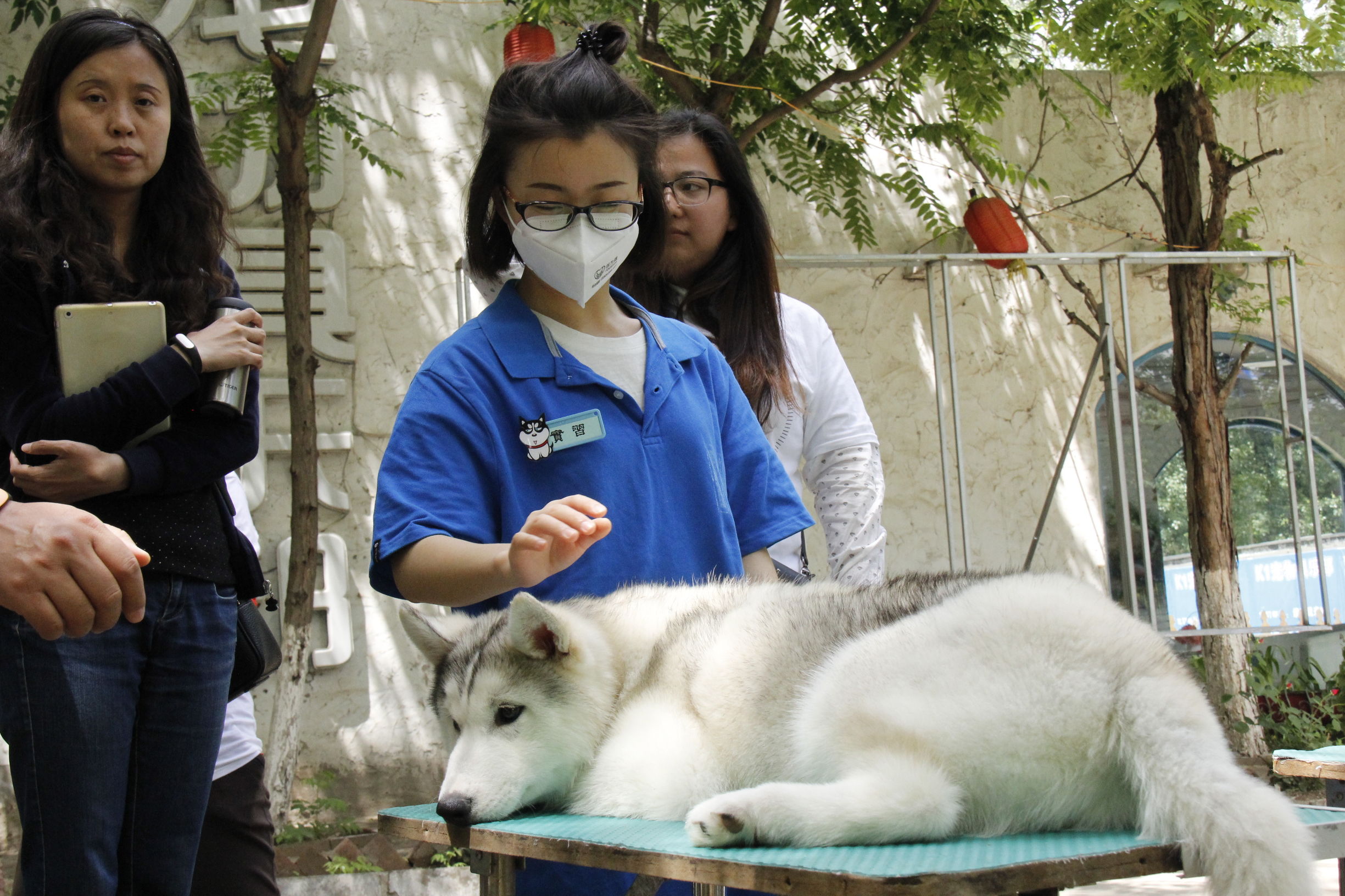 simon说狗：京北唯一纯种犬狗狗集市开业见闻