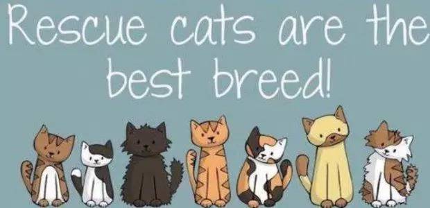 传说中的发情期到了!让猫咪释放欲望还是绝育?