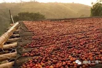 充满花香的西达摩—90+Ninetyplus花语