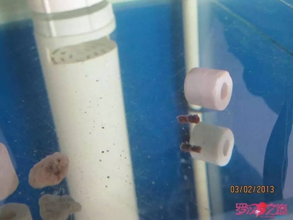 慢性肠炎的症状表现及治疗方法,慢性肠炎用中医还是西医治疗好