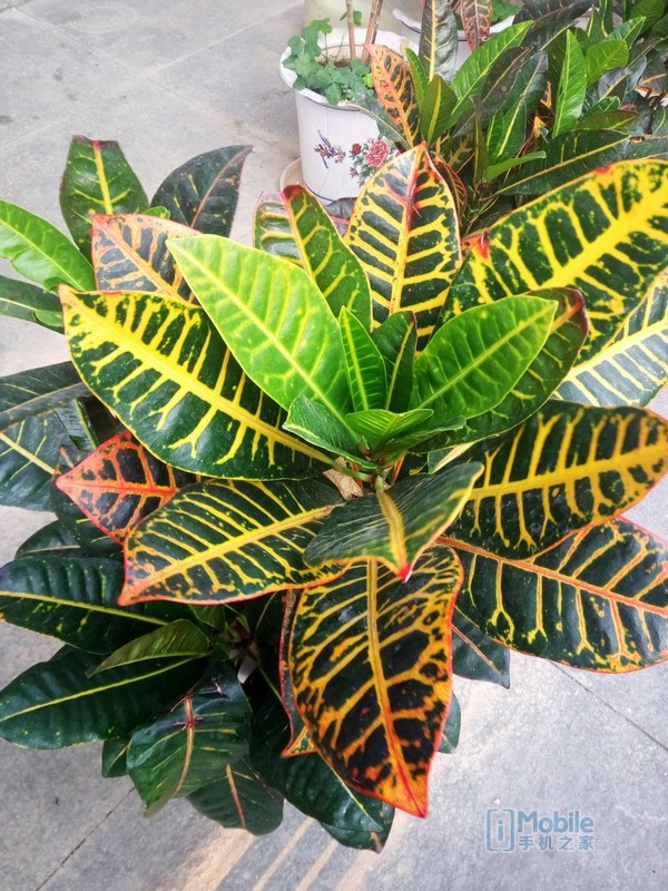 小辣椒x6pro什么配置,小辣椒x6pro拆解